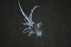 Pterodictya reticularis