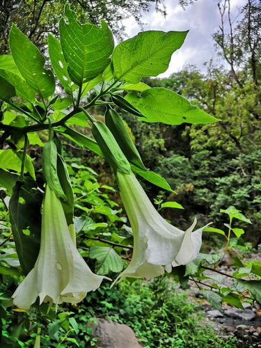 Brugmansia suaveolens