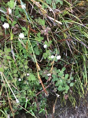 Thalictrum urbainii