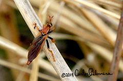 Ospriocerus tequilae