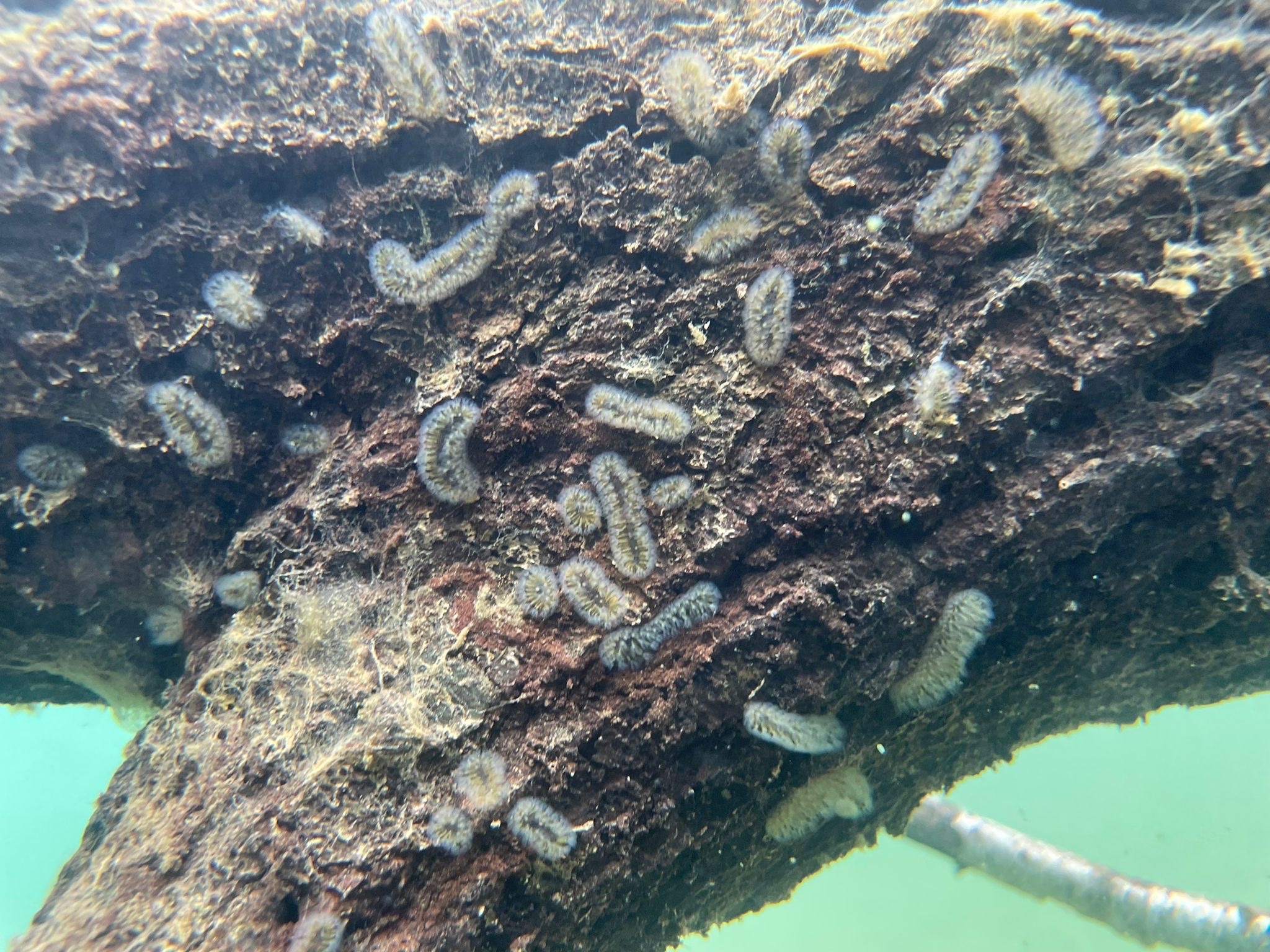 Cristatella mucedo Cuvier, 1798