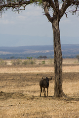 Connochaetes taurinus