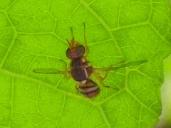Dacinae