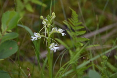 Platanthera leucophaea