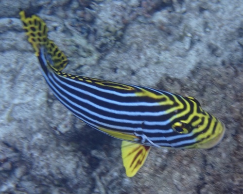Photo of Oriental sweetlips (Plectorhinchus vittatus)