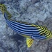 ムスジコショウダイ