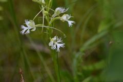 Platanthera leucophaea