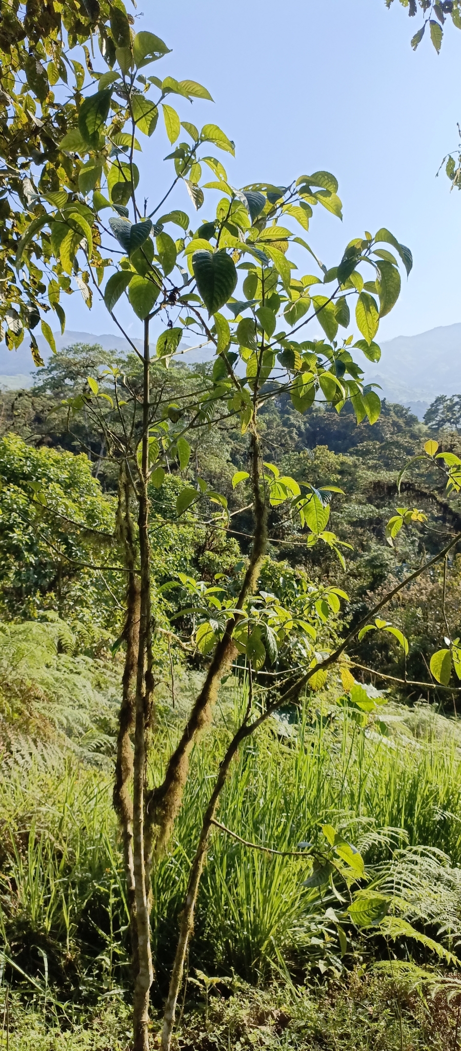 Imagem de Juteira