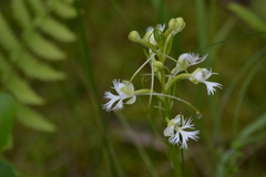 Platanthera leucophaea