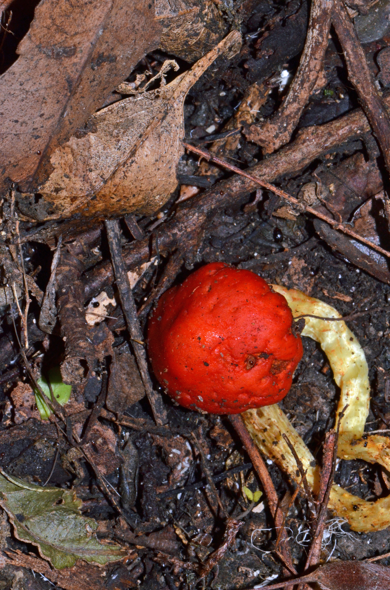Leratiomyces erythrocephalus image