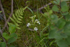Platanthera leucophaea