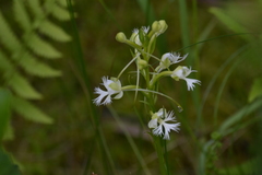 Platanthera leucophaea