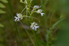 Platanthera leucophaea