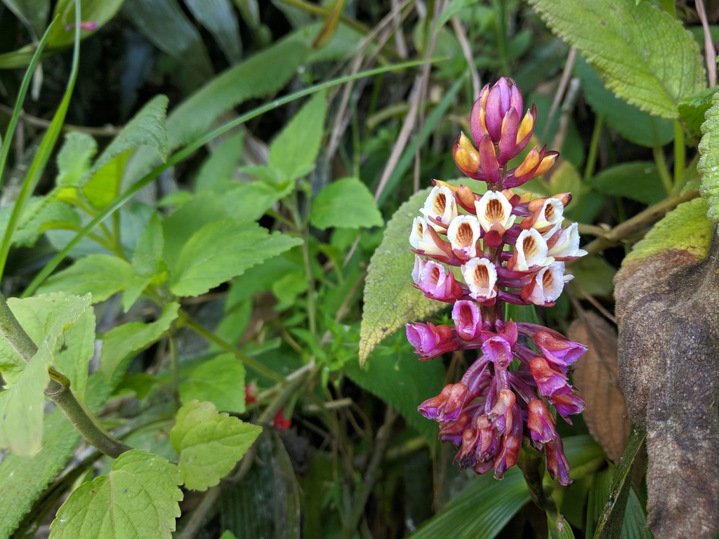 Elleanthus robustus