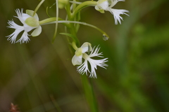 Platanthera leucophaea