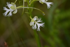 Platanthera leucophaea