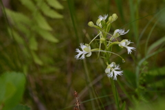 Platanthera leucophaea