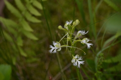Platanthera leucophaea