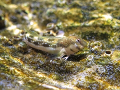 Adriatic Blenny photo 3