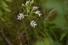 Platanthera leucophaea