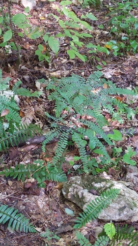 Adiantum pedatum