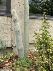 Cleistocactus strausii