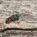 Chrysis gribodoi - Photo (c) Simon Thevenin, some rights reserved (CC BY-NC), uploaded by Simon Thevenin