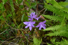 Calopogon tuberosus tuberosus
