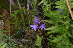 Calopogon tuberosus tuberosus