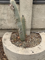 Cleistocactus strausii