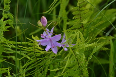Calopogon tuberosus tuberosus