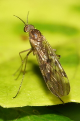 Sylvicola undulatus
