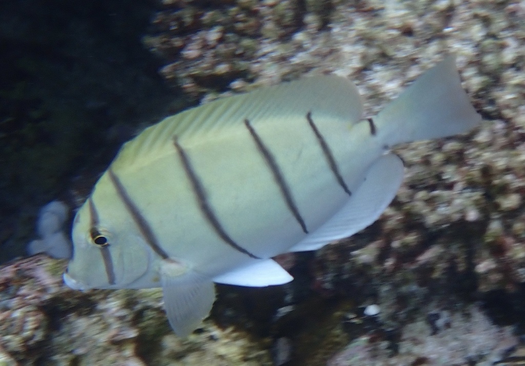 Convict surgeonfish
