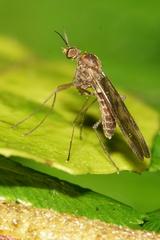 Sylvicola undulatus