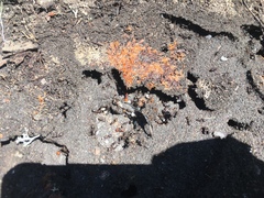 Polyergus montivagus