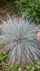 Festuca longifolia