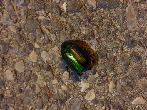 Vine Chafer