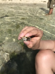 Clibanarius cruentatus