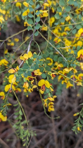 Image of Bossiaea rhombifolia by no rights reserved