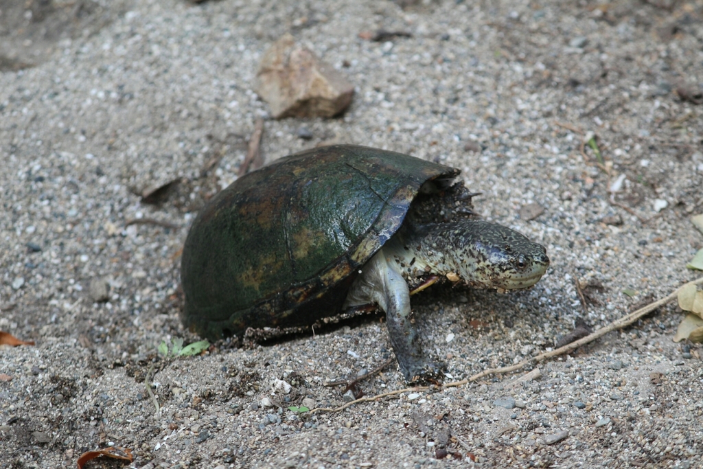 Mexican Mud Turtle from San Blas, Nay., México on June 7, 2019 at 04:51 ...