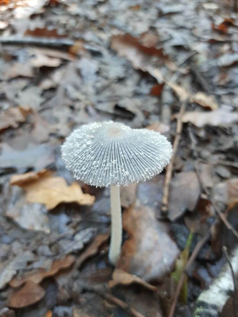 Hare's foot inkcap