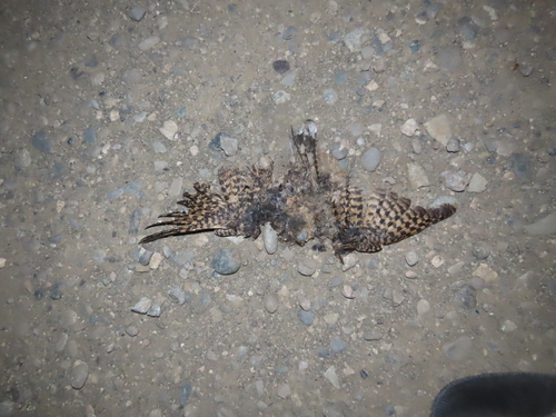 iNaturalist observation 2024-08-15