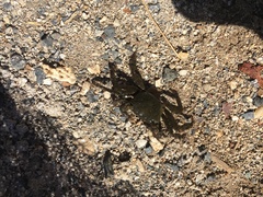 Metopograpsus thukuhar