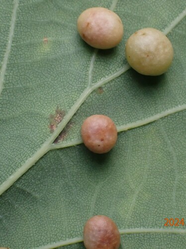 Pea Gall Wasp