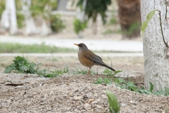 Turdus rufopalliatus graysoni