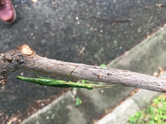 Micadina phluctainoides