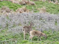 Odocoileus virginianus ustus