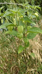 Physalis longifolia subglabrata