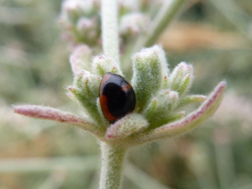 Batman Lady Beetle photo 3