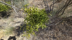 Red Mistletoe (Viscum cruciatum)